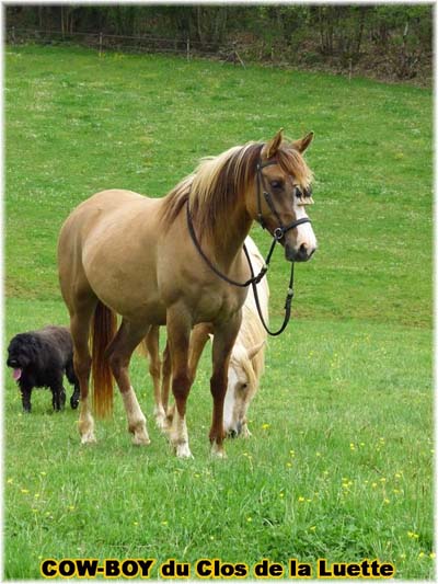 le bouvier des flandres et le cheval - Elevage du CLOS DE LA LUETTE - COPYRIGHT DEPOSE